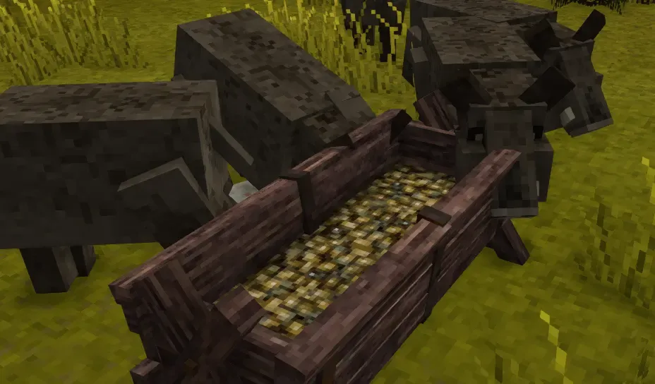 Acorns