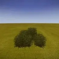 Dwarf pine