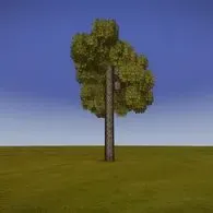 Forest oak