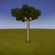 Italian pine