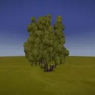 Japanese oak