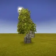Karelian birch