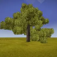 Field oak