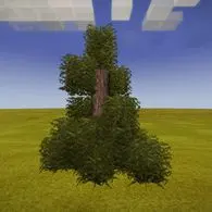 Northern pine