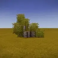 Acacia curve