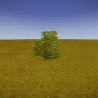 Bush acacia