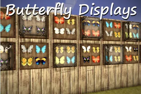 Butterfly Displays