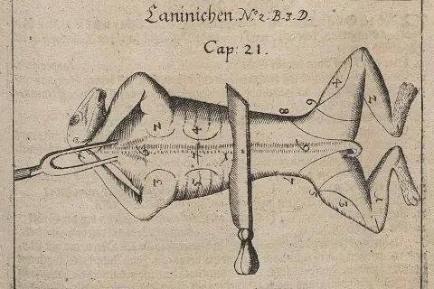 Cuniculture