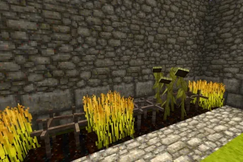 C&N Crops