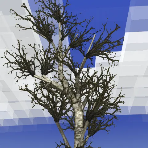 Deciduous Trees