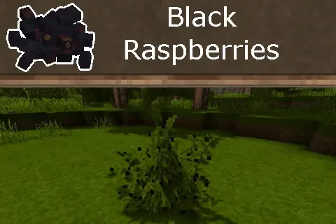 Everything Black Raspberry