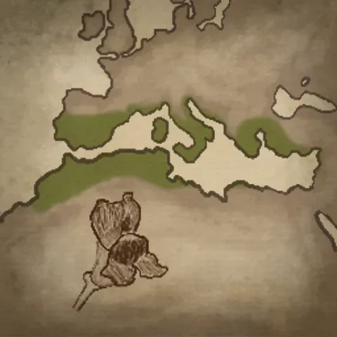 Floral Zones: Mediterranean Region