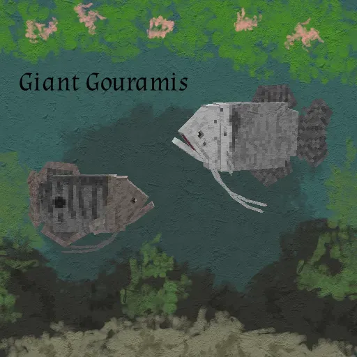 Giant Gouramis