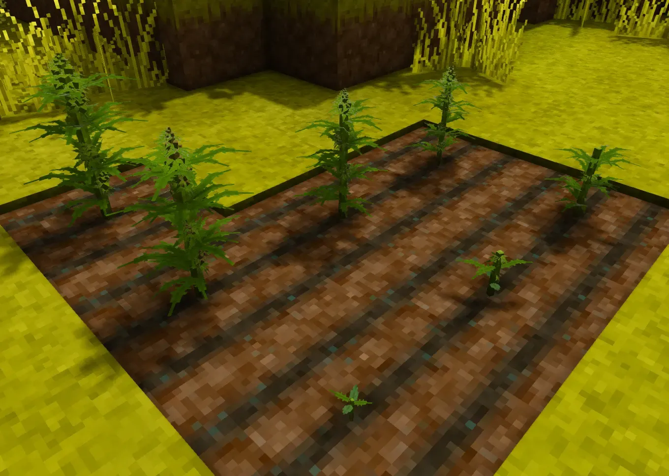 Ruderalis poultices and hemp rope