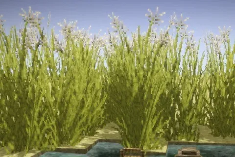 Thatch Expanded