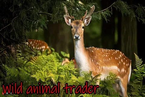 Wild Animals Trader